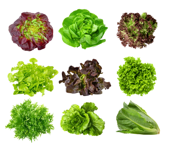 Tropical lettuce, hydroponic, price per each (Mixed Lettuces)