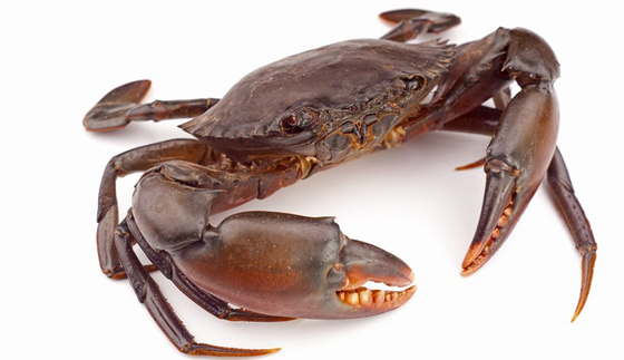 SM Whole Mud Crab (200/ 300) 5kg (300 - 350g per crab) Count 14-16 crabs in a Carton