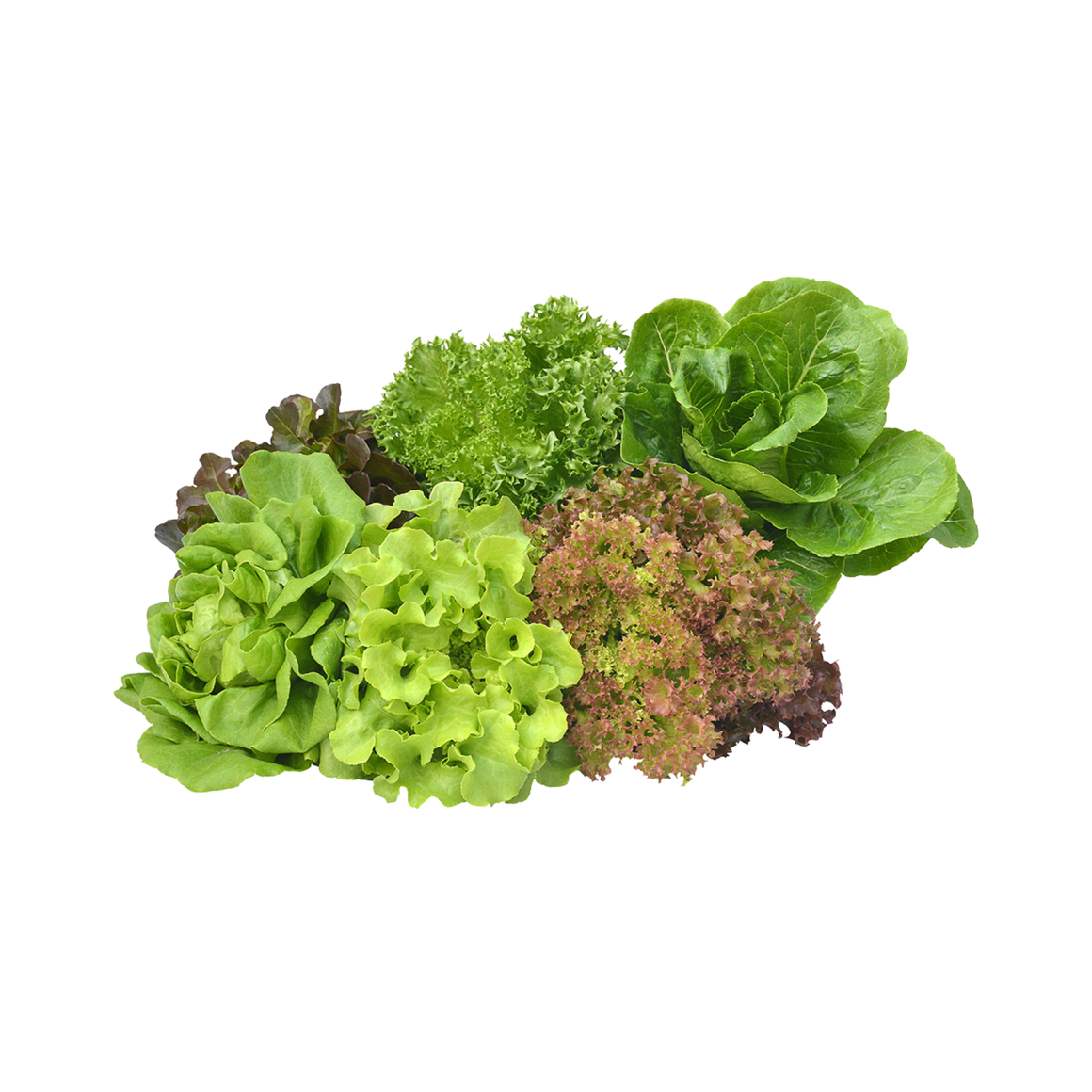 Tropical mixed lettuce, hydroponic, each