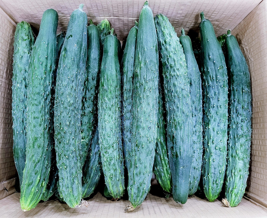 Japanese Cucumber, price per kg