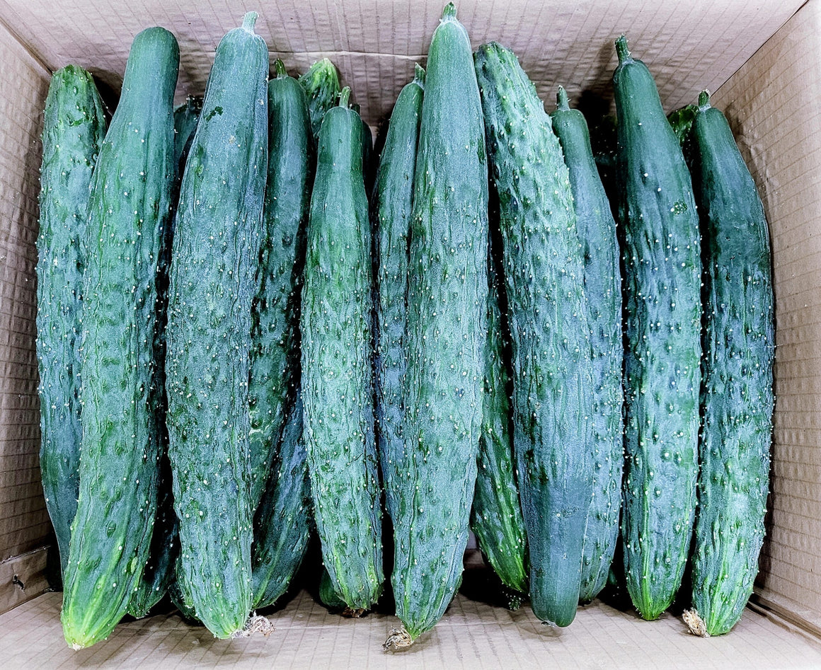 Japanese Cucumber, price per kg