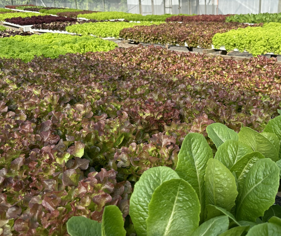 Tropical lettuce, hydroponic, price per each (Mixed Lettuces)