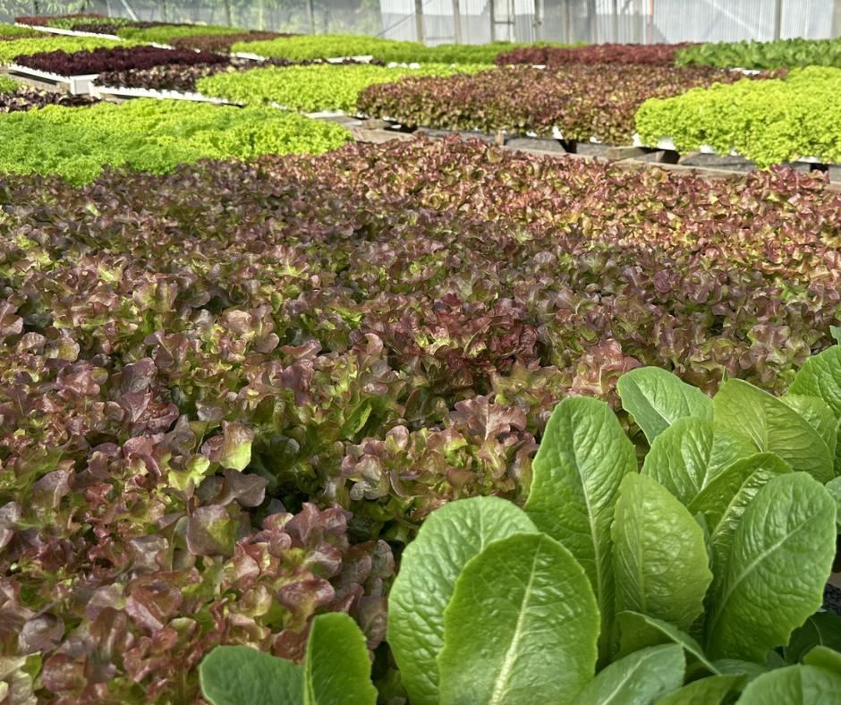 Tropical lettuce, hydroponic, price per each (Mixed Lettuces)