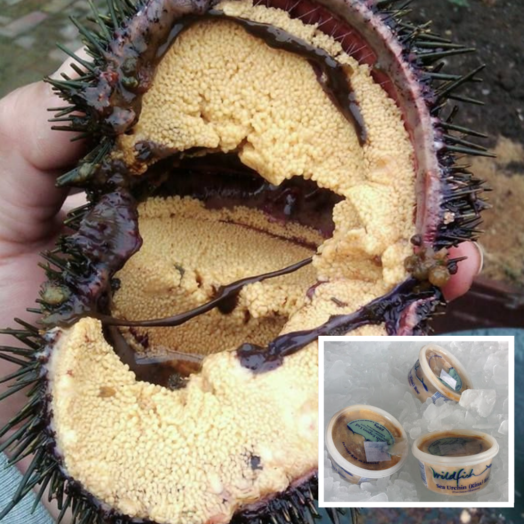 New Zealand Kina Roe (Sea Urchin) 200g