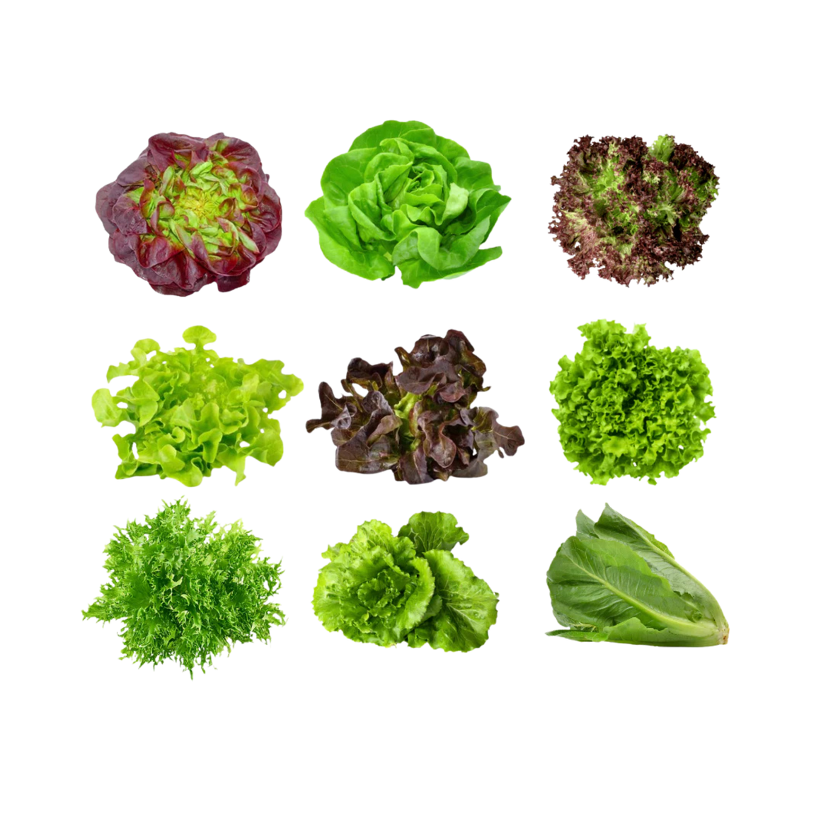 Tropical lettuce, hydroponic, price per each (Mixed Lettuces)