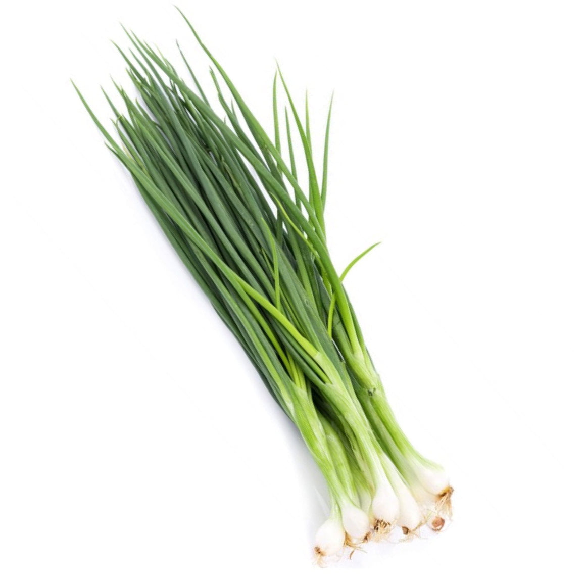Fresh Spring Onion, hydroponic