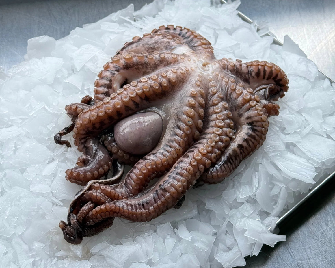 New Zealand Octopus Wild Caught Whole Frozen, 2-4kg each price per kilo