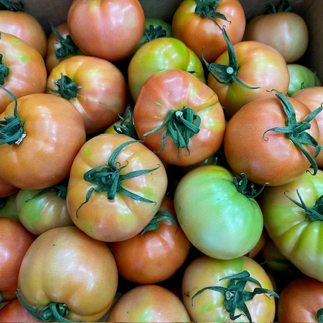 Local, Hydroponic Tomato, price per kg (6-7 nos per kg)