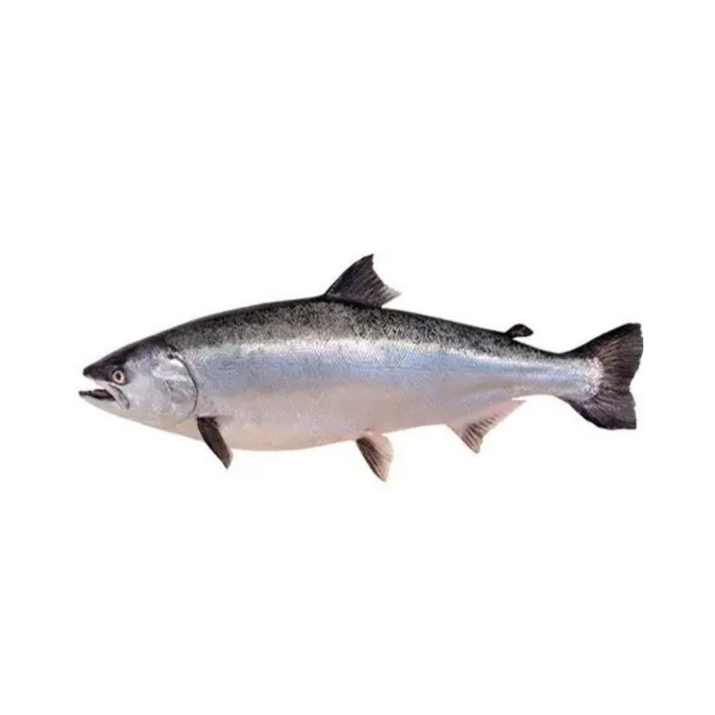 Whole NZ king Salmon VP,  average 1.7- 2.2 kg each, price per kg