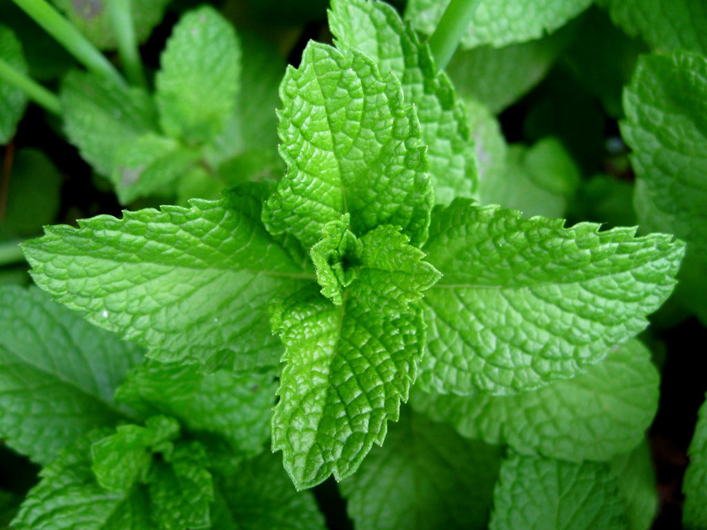 Local Mint, fresh, hydroponic