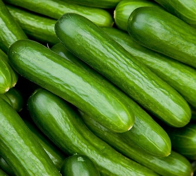 Farm Cucumber, price per kg
