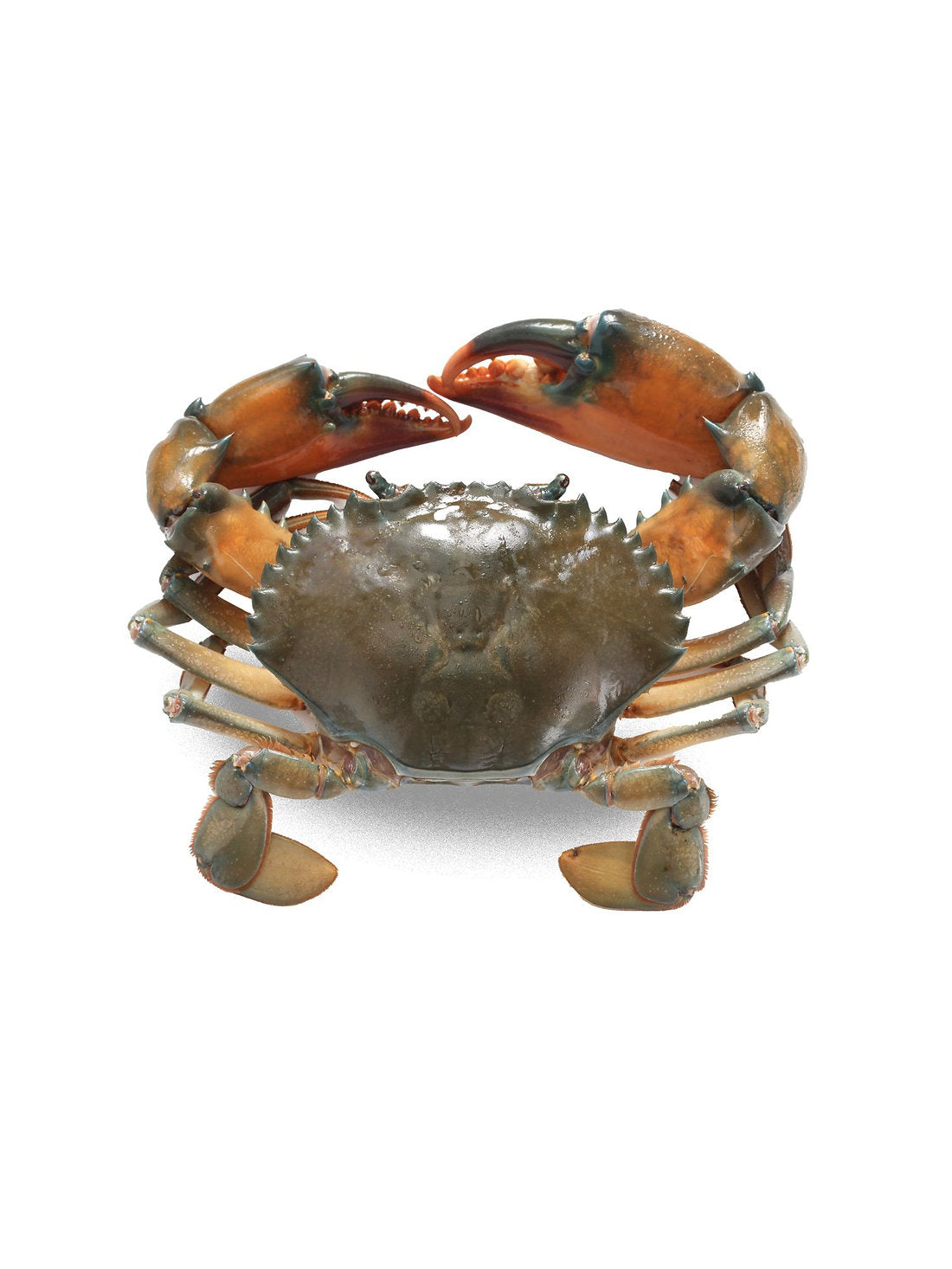 SM Whole Mud Crab Madagascar (300/500) 5kg