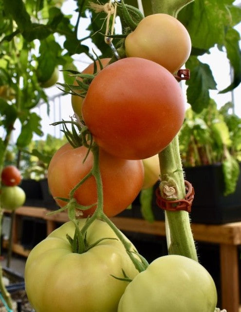 Farm Tomato, price per kg